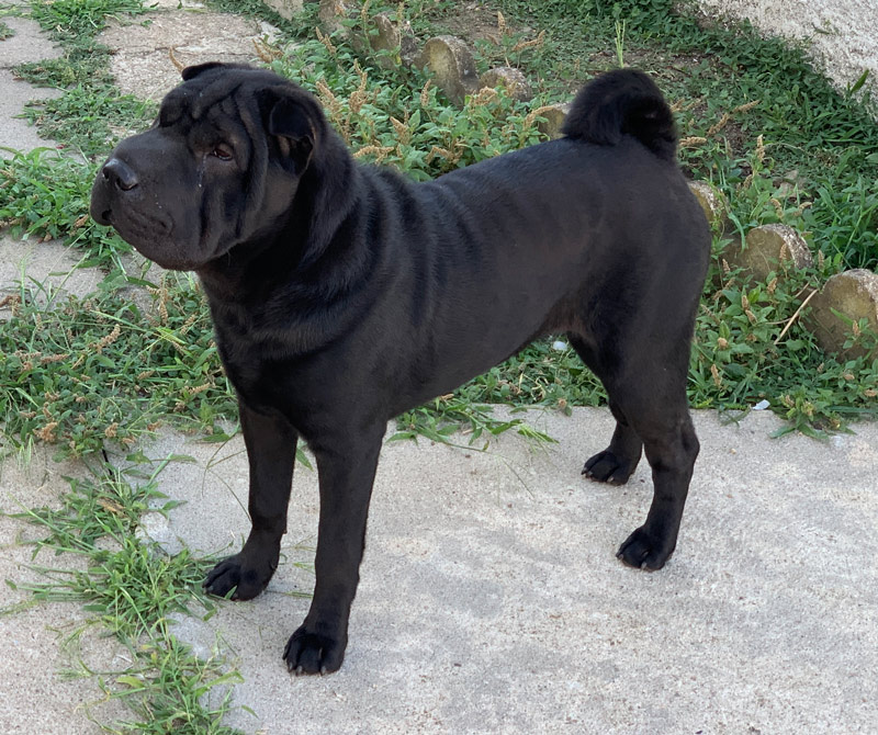 Black Shar-Pei adult dog