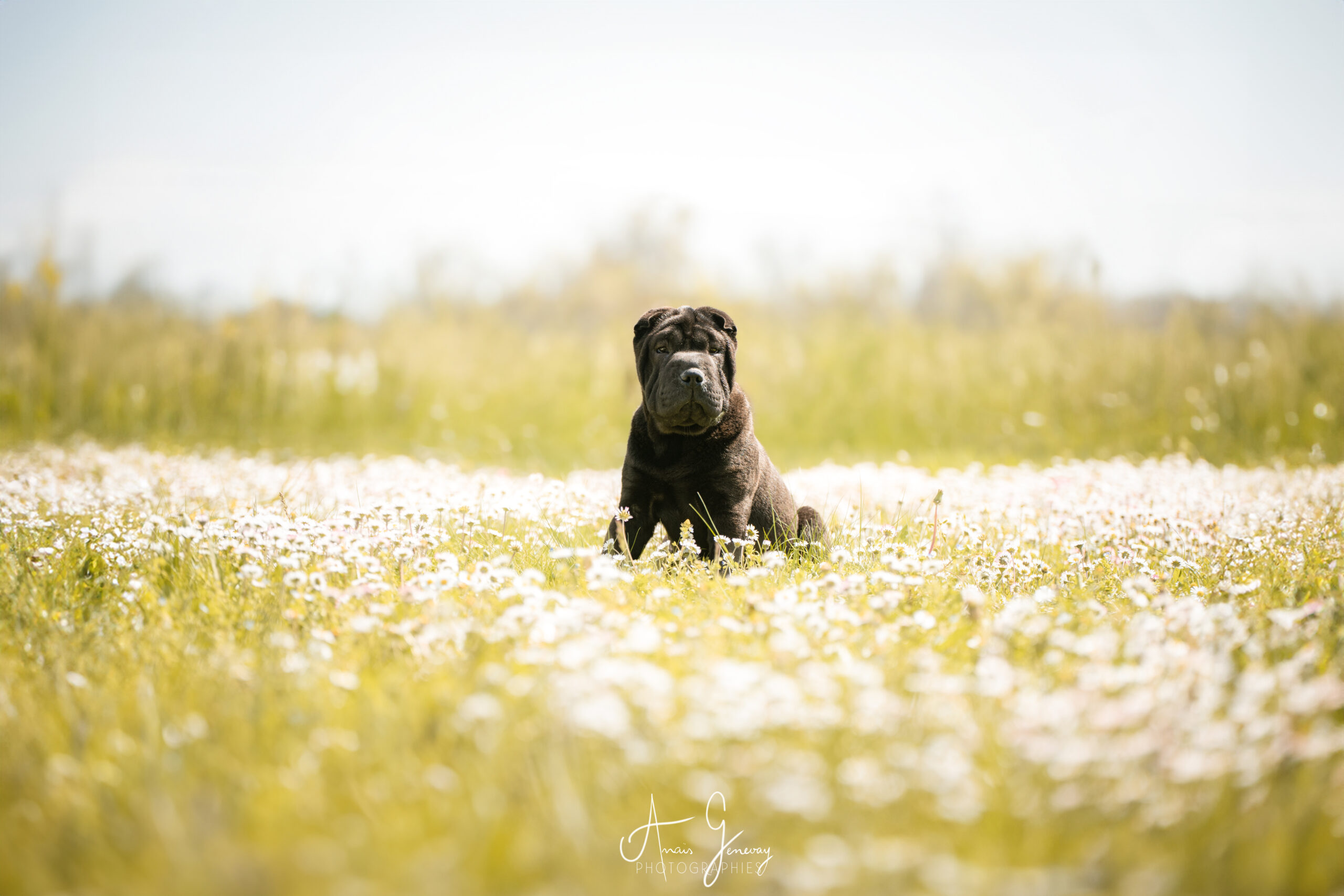 Black Shar-Pei dog sitting in a grassy field