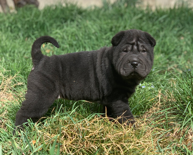 Black Shar-Pei puppy standing on the grass