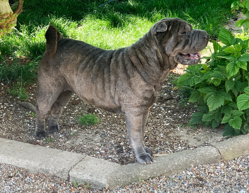 Adult blue Shar-Pei dog standing outdoors