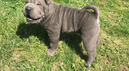 Blue Shar-Pei puppy standing in the grass