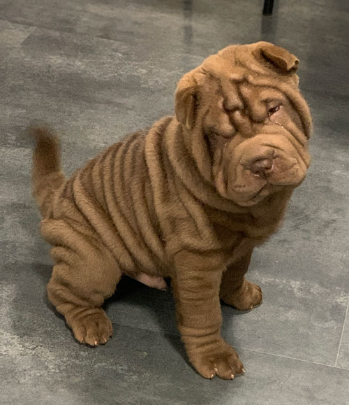 Chocolate coloured Shar-Pei puppy standing indoors