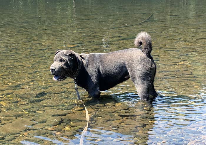 Shar-Pei dog standing in a stream to cool off