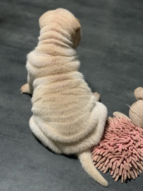 Cream Shar-Pei puppy seen from behind, sitting
