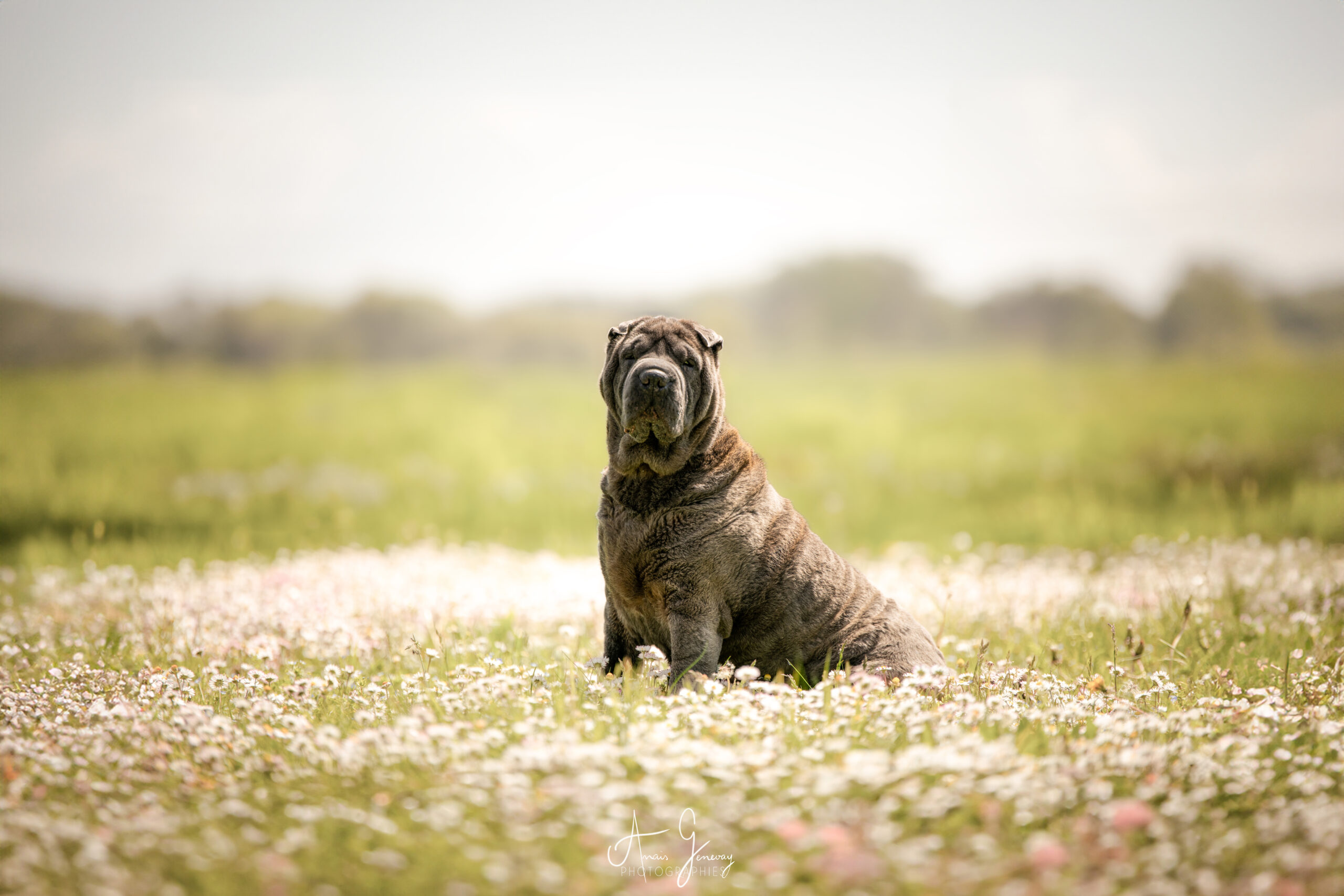 Fawn Shar-Pei dog sitting in a grassy field