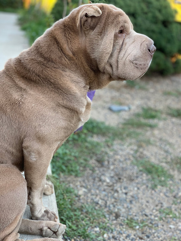 Lilac Shar-Pei adult dog