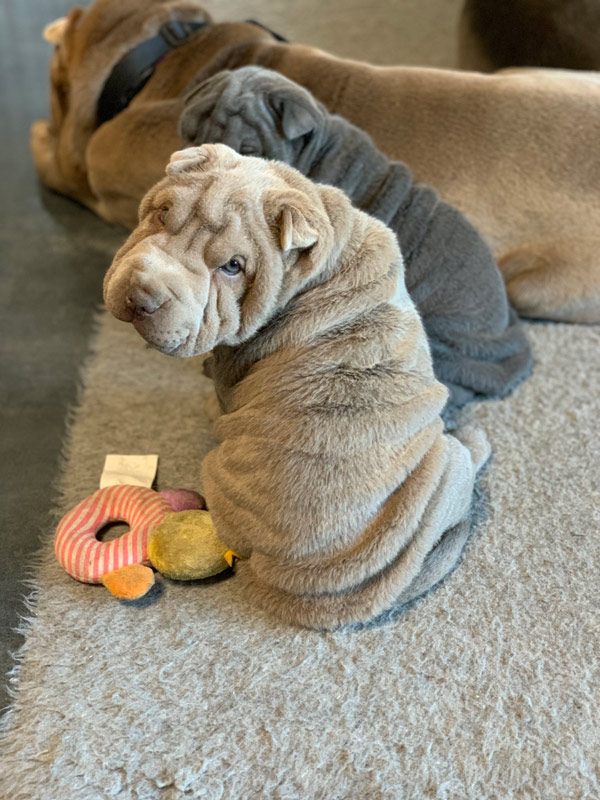Lilac Shar-Pei puppy lying down with a toy