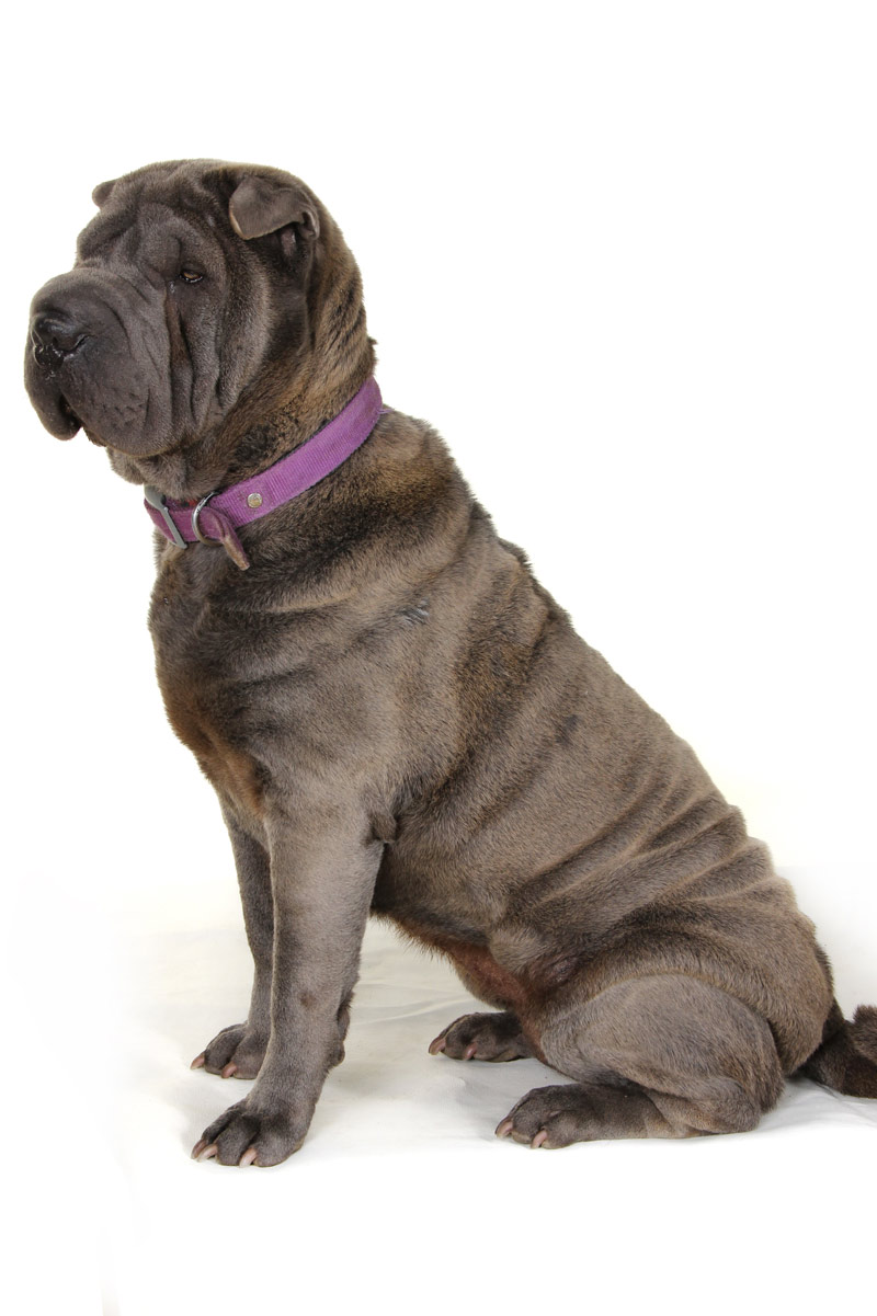 Lovely, our retired blue Shar-Pei female