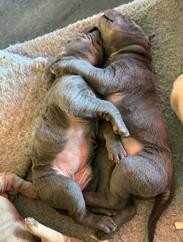 Newborn Shar-Pei puppies cuddling together
