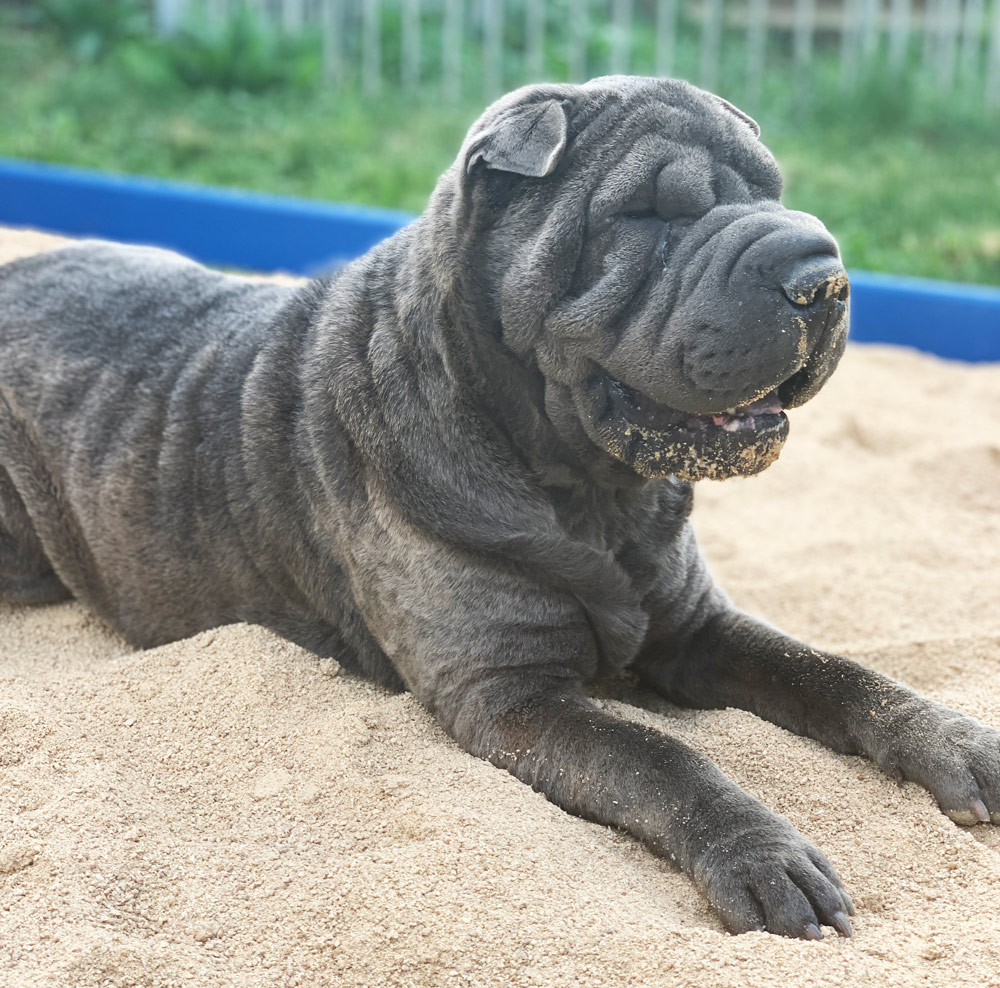 Ophelia, our blue Shar-Pei breeding female