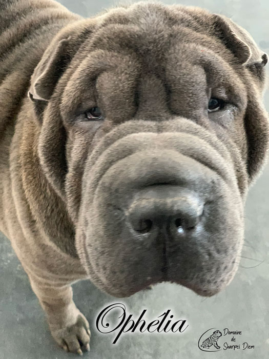 Close-up portrait of Ophelia, a Shar-Pei dog