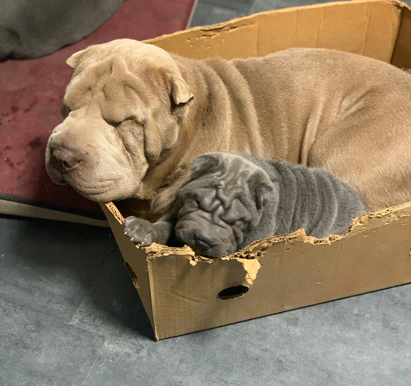 Litter of blue and lilac Shar-Pei puppies