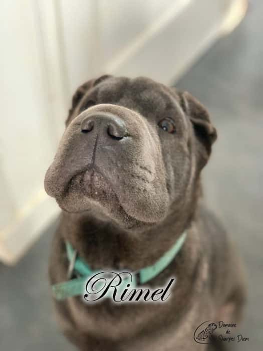 Close-up portrait of Rimel, a Shar-Pei dog