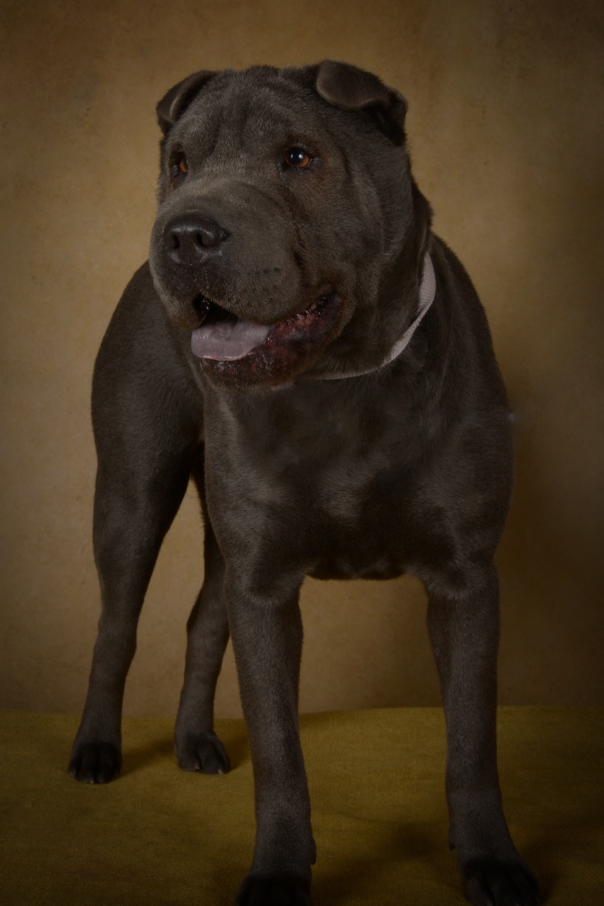 Rimel, our blue Shar-Pei breeding female