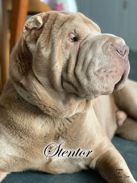 Close-up portrait of Stentor, our lilac Shar-Pei stud dog